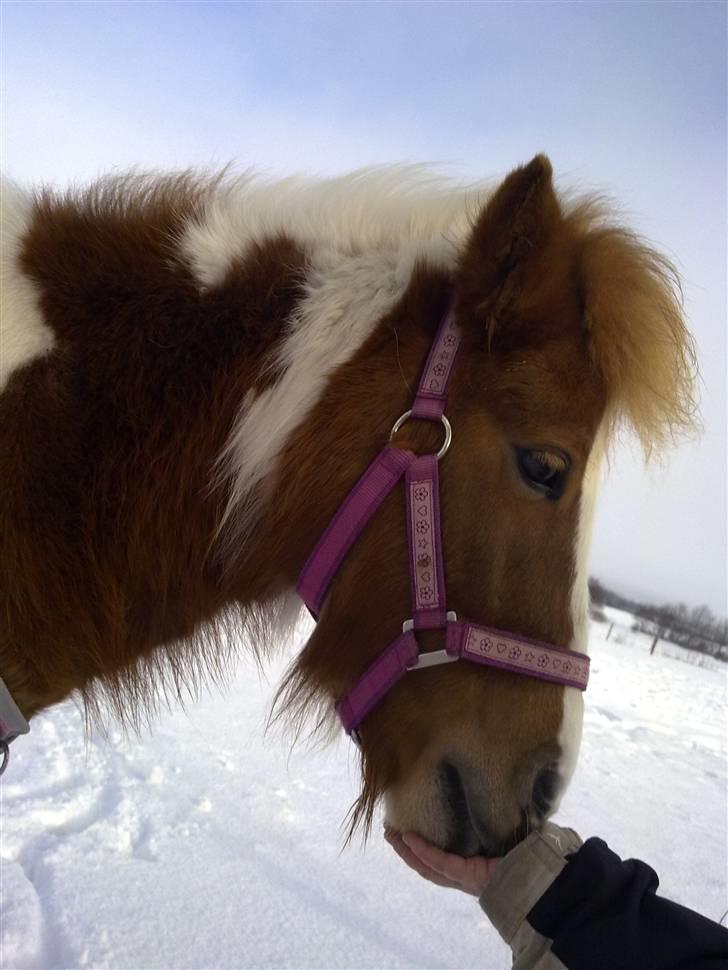 Anden særlig race Tulle (solgt) billede 10