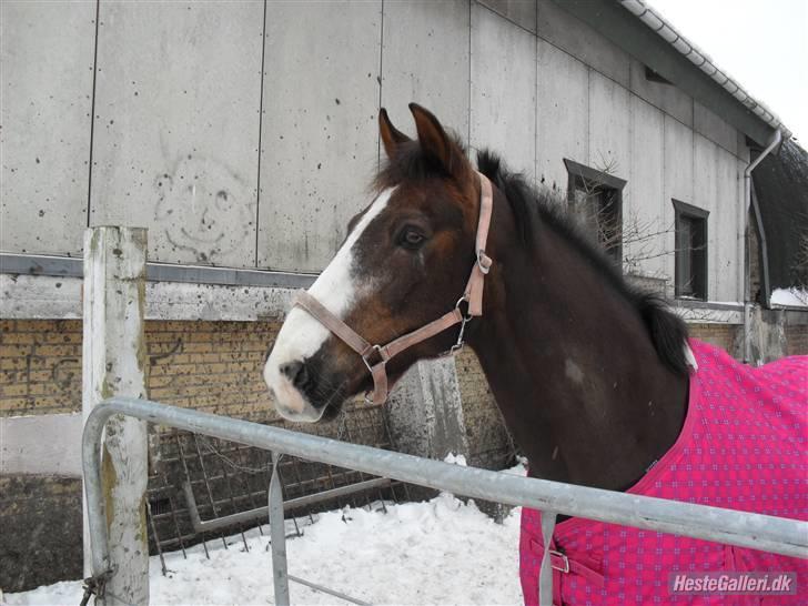 Anden særlig race Indy(solgt) - Velkommen til Indy´s profil smide en kommentar :D  billede 1
