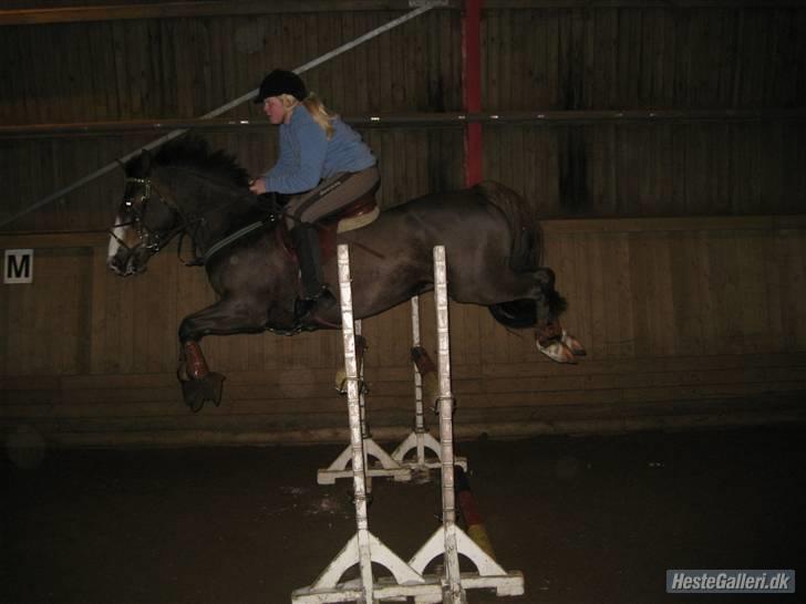 Anden særlig race Indy(solgt) - springer på tprk d.13/2-10 taget af crille billede 2
