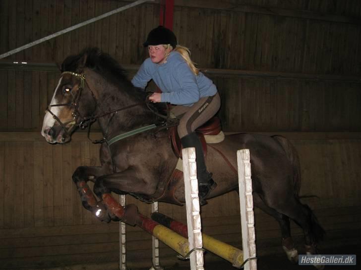 Anden særlig race Indy(solgt) - springer på tprk d.13/2-10 taget af crille billede 3