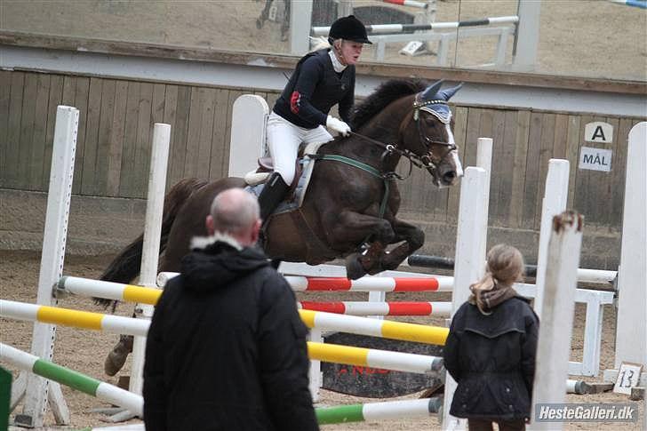 Anden særlig race Indy(solgt) - springer på tprk d.13/2-10 taget af crille billede 4