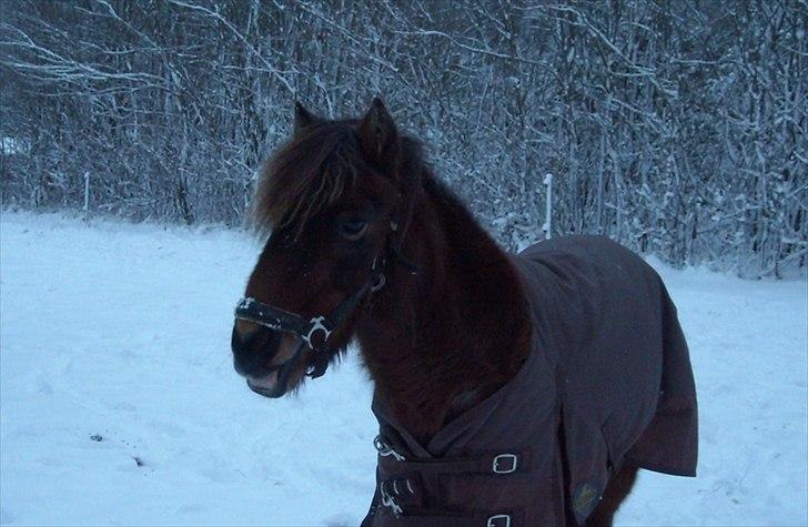 Anden særlig race Rosa R.I.P.<333Miss you † - (3)
fordi verden ikke er det samme uden dig:'/
Foto: Mig billede 3