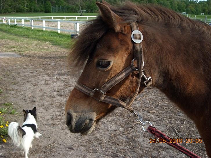 Anden særlig race Rosa R.I.P.<333Miss you † - (6) 
fordi du altid gik ind i en ny dag  med et smil..<3
Foto: Sofie billede 6