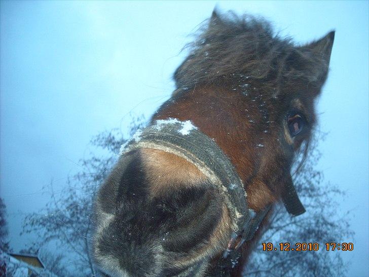 Anden særlig race Rosa R.I.P.<333Miss you † - (7)
fordi jeg så inderligt ønsker dig god rejse på de evige græsmarker! :*
Foto: Mig billede 7
