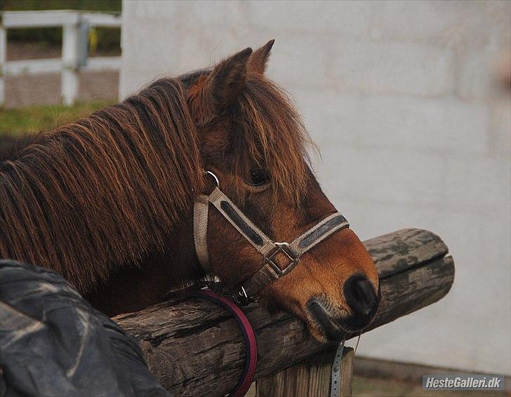 Anden særlig race Rosa R.I.P.<333Miss you † - (8)
fordi du bare havde fotogenet! :*
fotograf "MariaSchjerning" tak:) billede 8