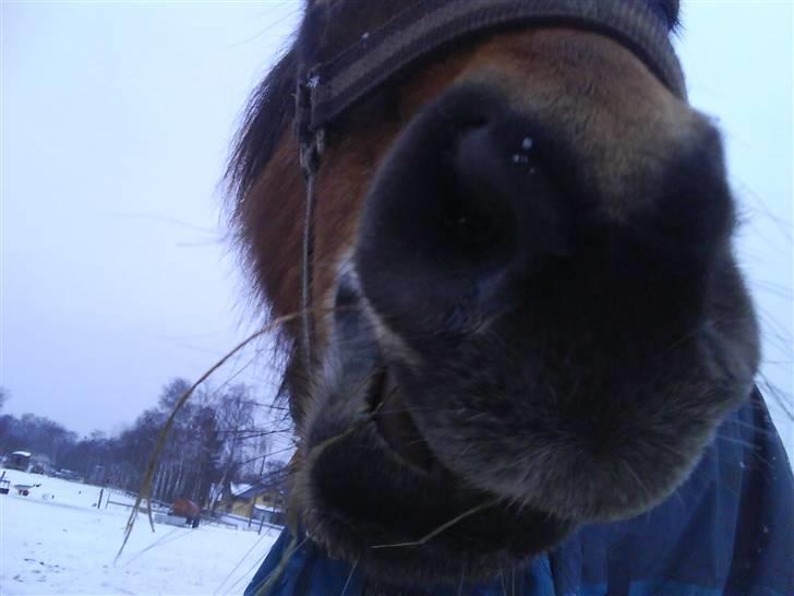 Anden særlig race Rosa R.I.P.<333Miss you † - (12)
fordi vi alle så inderligt savner din charme!;:&
Foto: Mig billede 12