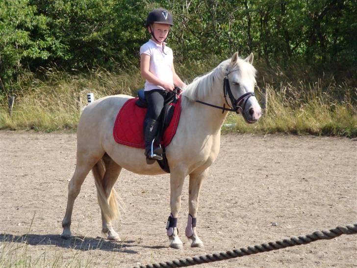 Palomino Lady { solgt:'( } - Dressurtræning :o) billede 5