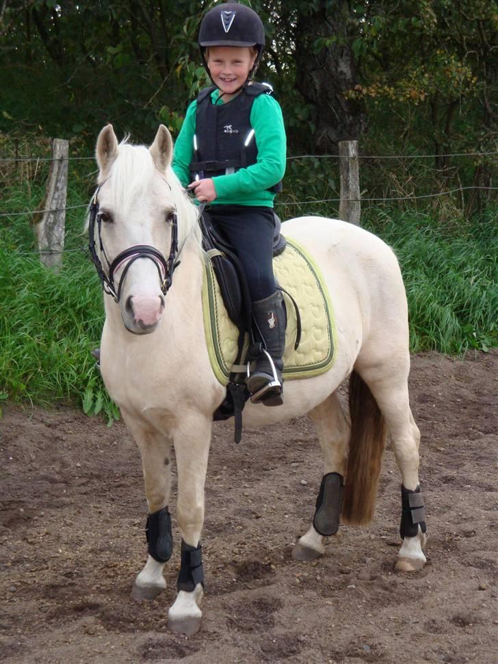 Palomino Lady { solgt:'( } - Dressurtræning billede 6
