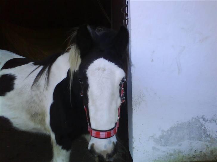 Tinker LL. Mølgårds Mc Phee/ Fie - Så skal vi ud og træne :) billede 2