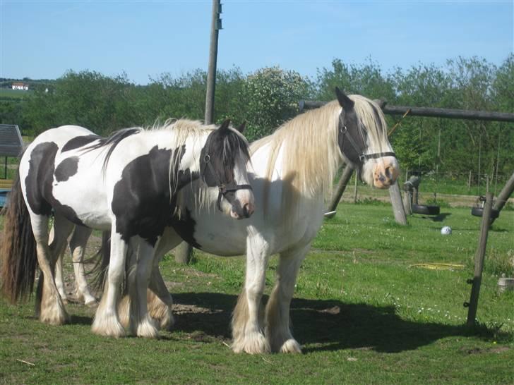 Tinker LL. Mølgårds Mc Phee/ Fie - mor og datter i sommer varmen ( jeg elsker jer tøsser) billede 3