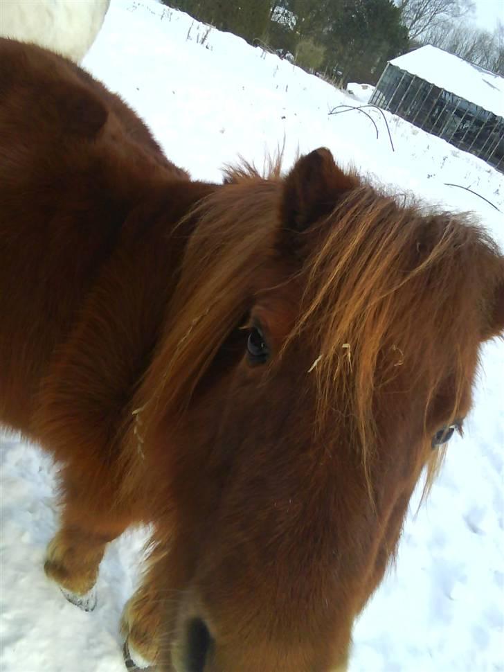 Shetlænder Østergårds Jubilie - Hun var lidt nysgerrig (: billede 11