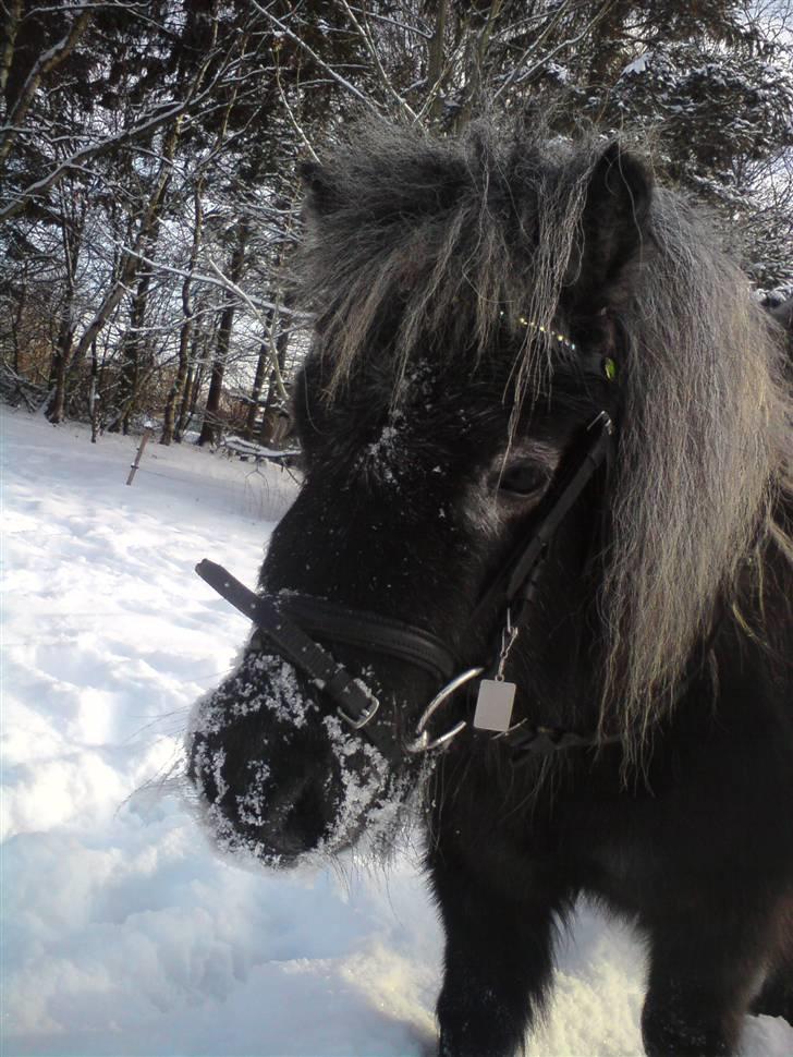 Shetlænder Bergeruds Jasmin - Jsmin i sneen med hovedtøj :b billede 10