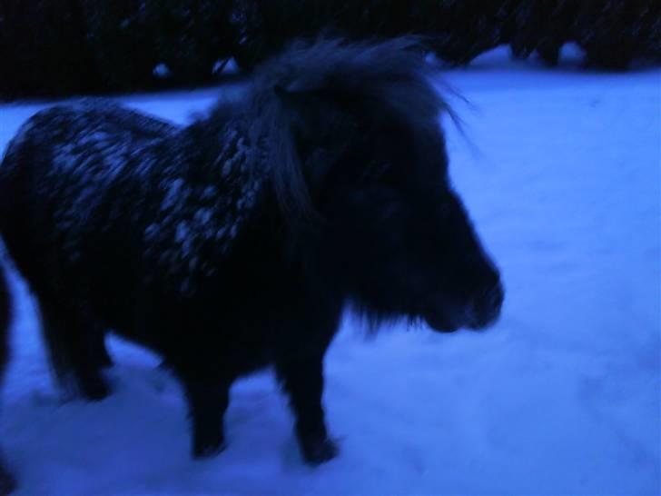 Shetlænder Bergeruds Jasmin - den 17. december billede 11