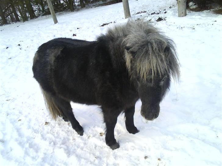 Shetlænder Bergeruds Jasmin - Mega godt billede (syntes jeg) billede 12