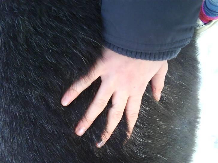 Shetlænder Bergeruds Jasmin - VINTERPELS :D billede 13