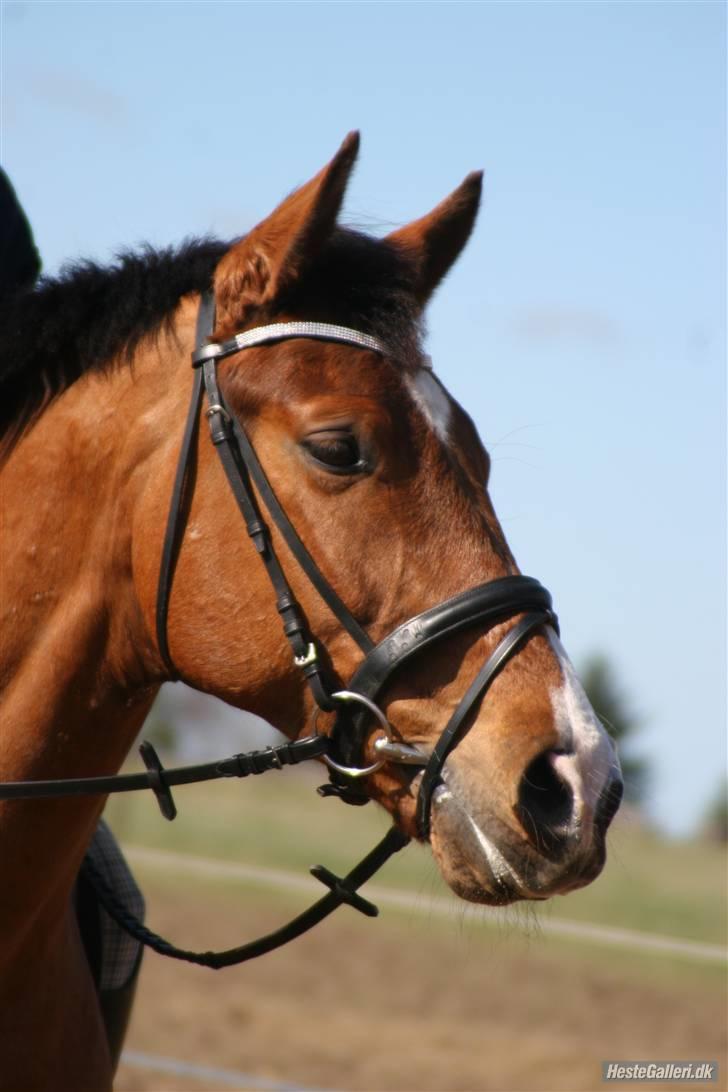 Dansk Varmblod No Mans Land billede 1