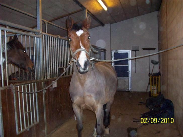 Dansk Varmblod No Mans Land billede 2