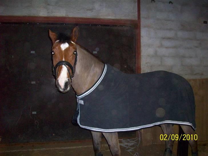 Dansk Varmblod No Mans Land billede 3