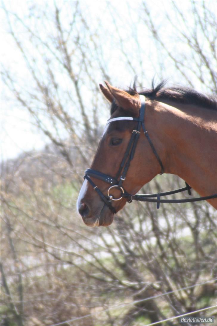 Dansk Varmblod No Mans Land billede 4