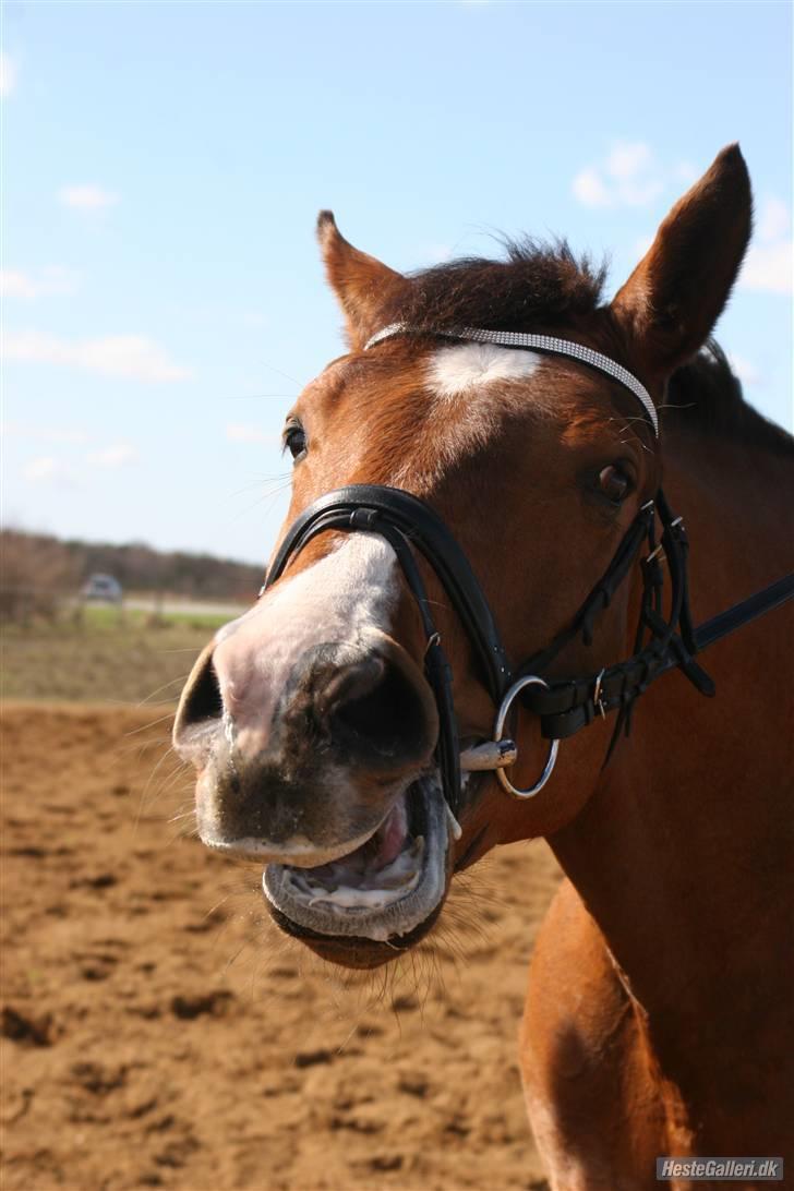 Dansk Varmblod No Mans Land billede 5