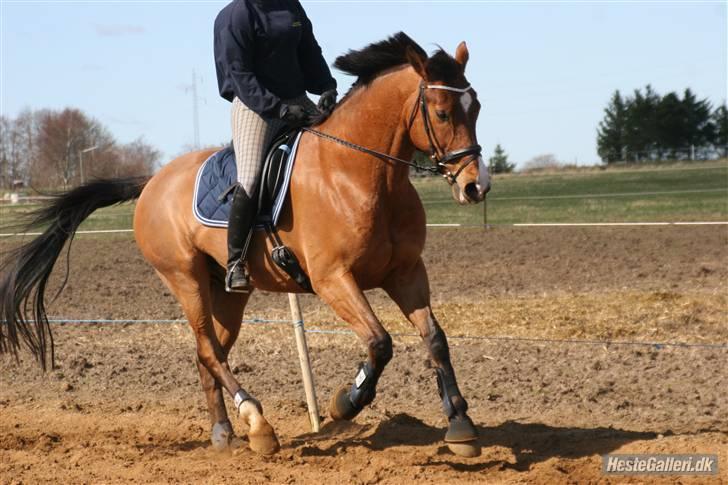 Dansk Varmblod No Mans Land billede 6