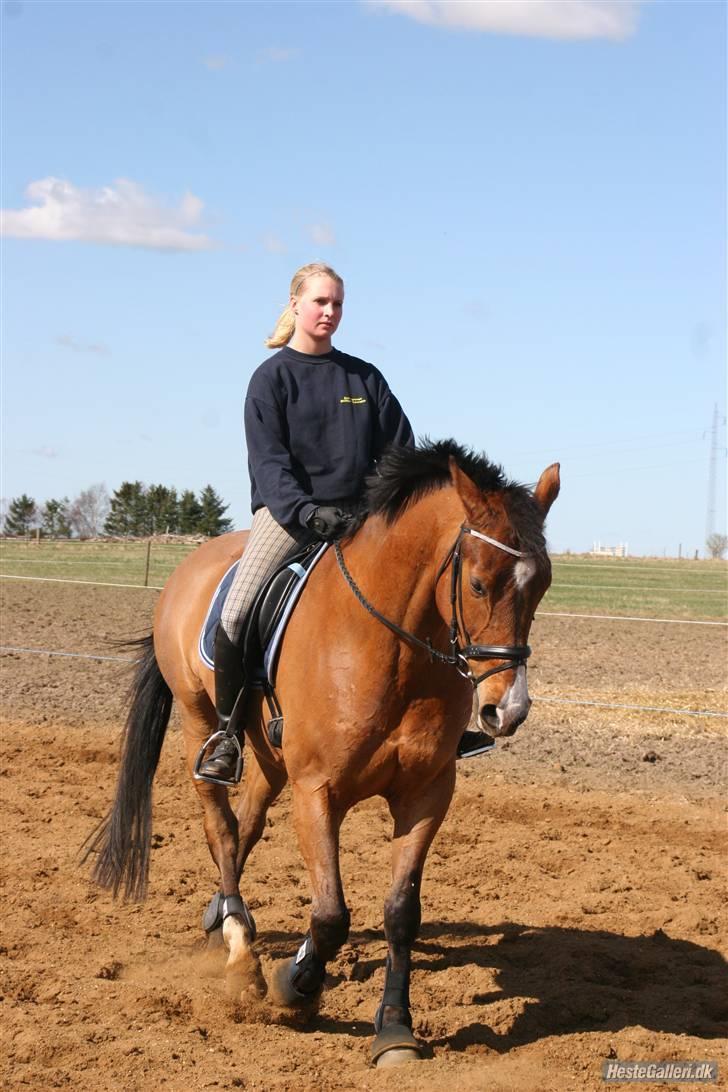 Dansk Varmblod No Mans Land billede 7