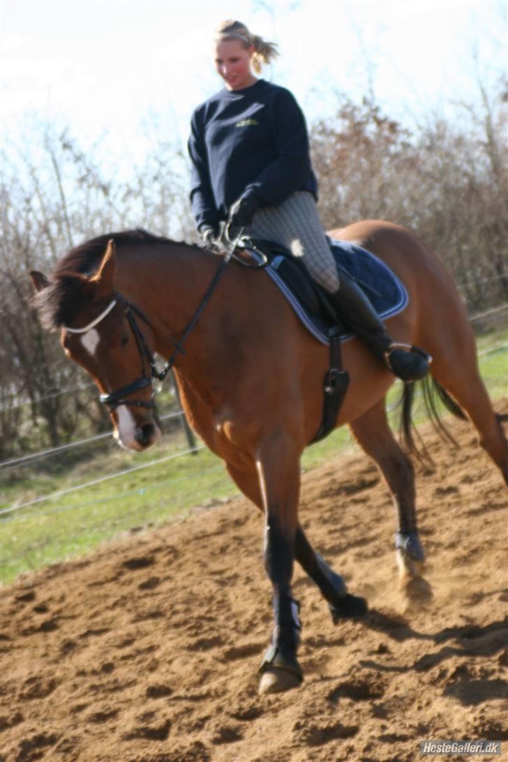 Dansk Varmblod No Mans Land billede 8