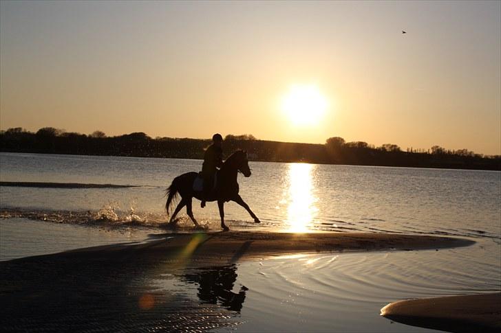 Welsh Partbred (Sec F) Backersdals Gaston  - Min smukke ven ;D billede 8