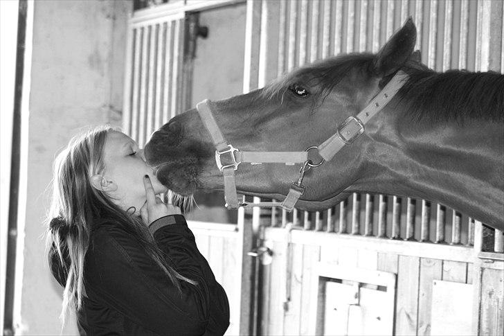 Dansk Varmblod Charmeur  - Du er det eneste der får mig op til stjernerne! Du tørre mine tåre væk, & frembringer et smil på min læbe <3 billede 1