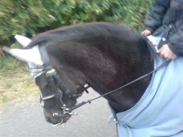 Welsh Pony (sec B) Blackie billede 13