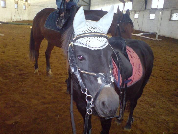 Welsh Pony (sec B) Blackie billede 14