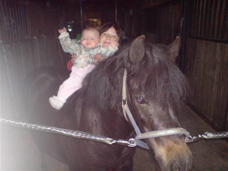 Welsh Pony (sec B) Blackie billede 15