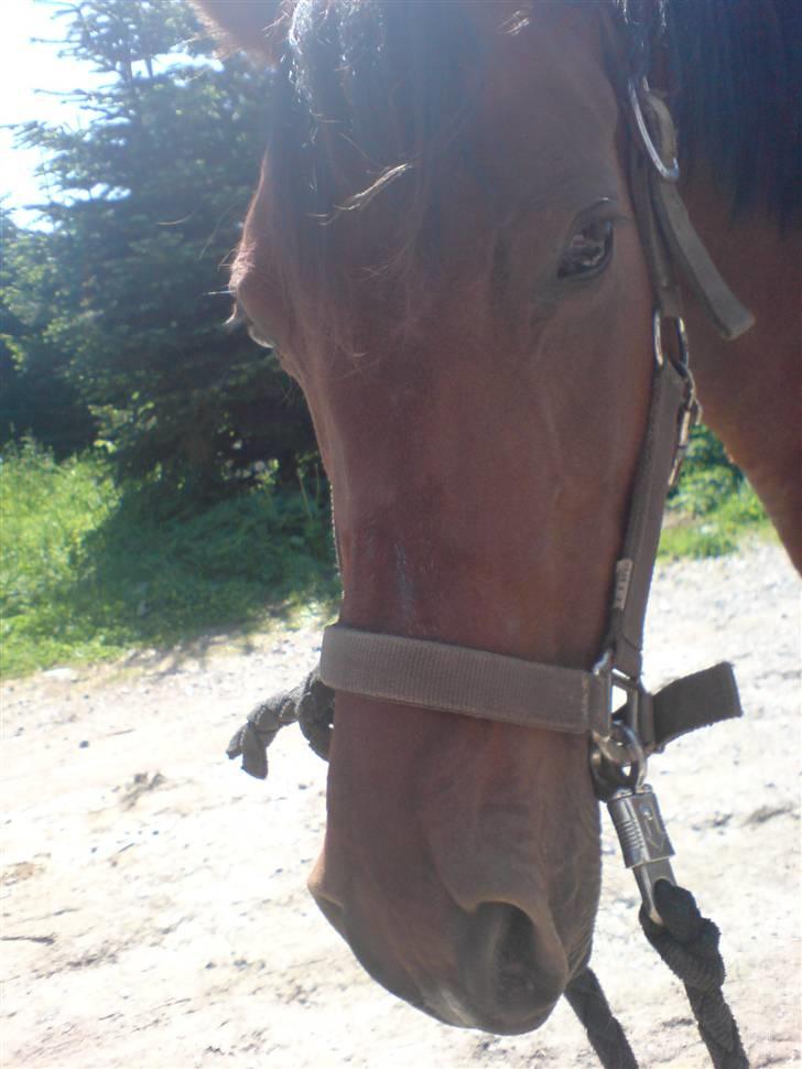 Anden særlig race Beauty billede 10