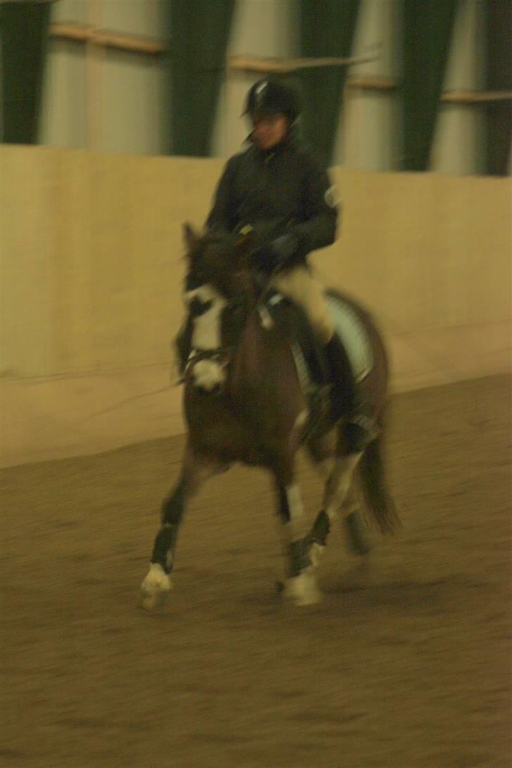 Anden særlig race Brahsal´s Power billede 16