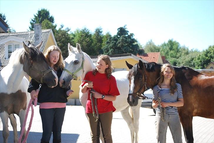 Connemara | Pickwick *gl. part :'(* - Nituoche, Fellow og Pickwick :D Foto: Line? billede 17