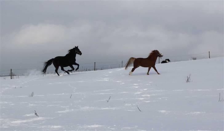 Traver Todo Proud - Wee billede 18