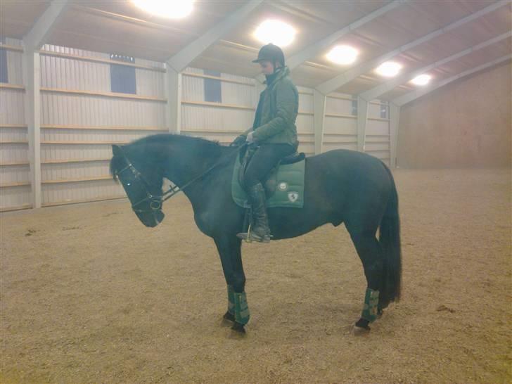 Anden særlig race Domingo - Taget den 9. februar 2010 billede 20