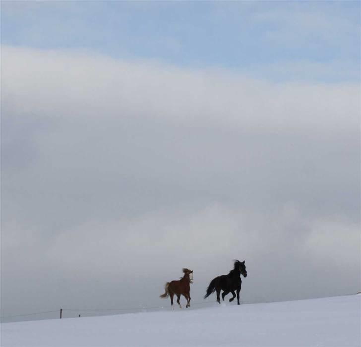 Welsh Mountain (sec A) Mosegaard's Surprice - Läkkert billede billede 10