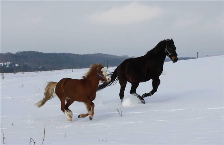 Welsh Mountain (sec A) Mosegaard's Surprice - Surprice i luften :-) billede 11