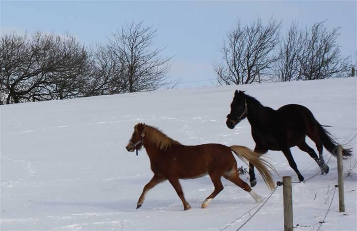 Welsh Mountain (sec A) Mosegaard's Surprice - Hun har virkelig fået en läkker trav nu billede 12
