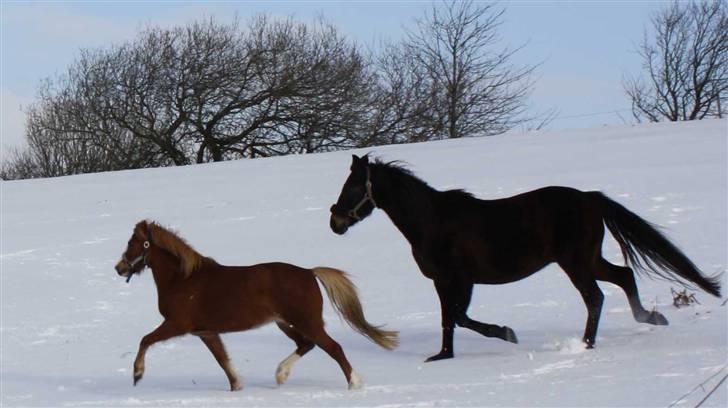 Welsh Mountain (sec A) Mosegaard's Surprice - Bläreröv billede 13