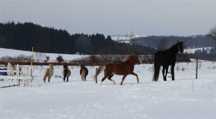Welsh Mountain (sec A) Mosegaard's Surprice - Läg märke til minierne bagved, de har alle 3 röven til hi hi billede 14