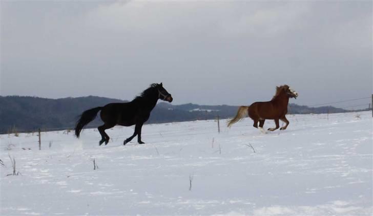 Welsh Mountain (sec A) Mosegaard's Surprice - Glad og ude på ballade :-) billede 15