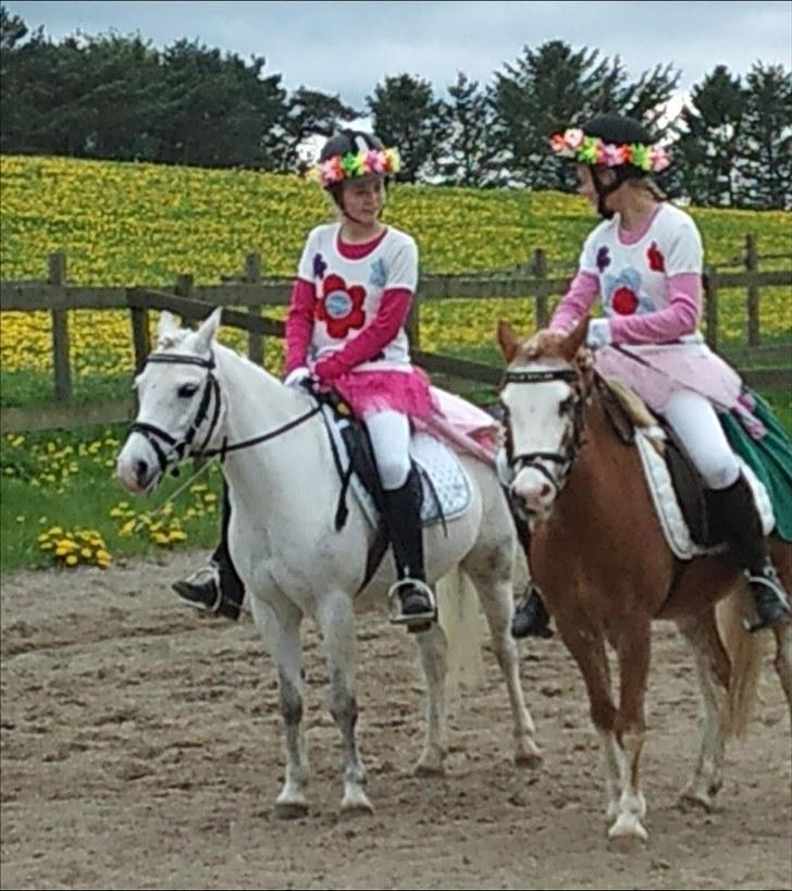 Welsh Mountain (sec A) Gwens Gracie Siggi  - vi vandt! 124p og 72.94% pas de deux<3 billede 3