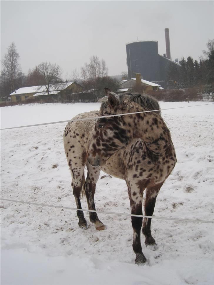 Knabstrupper Knud af Dutterup(solgt) - Han er så smuk ! <3 Her er han 1,5år gammel (: billede 2