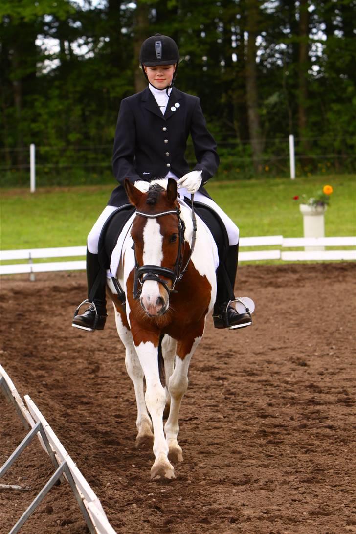 Hollandsk Sportspony Pinkster (Nemo)  B-Pony - Efter en god tur på Morsø 2009 billede 8