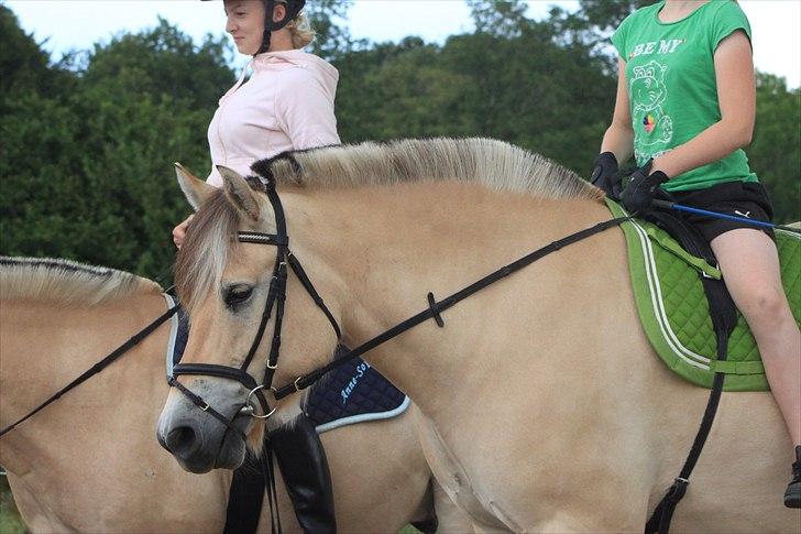 Fjordhest Kenzo - 18) nurhh hvor er du da sød <33 ;P billede 17