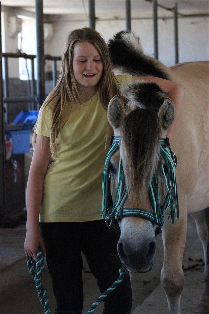 Fjordhest Kenzo - 19) fordi jeg elsker dig og jeg vil aldrig forlade!<3 billede 18