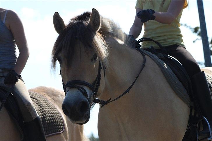 Fjordhest Kenzo - 20) hvor er du fin min lille pony<3 ;D billede 19