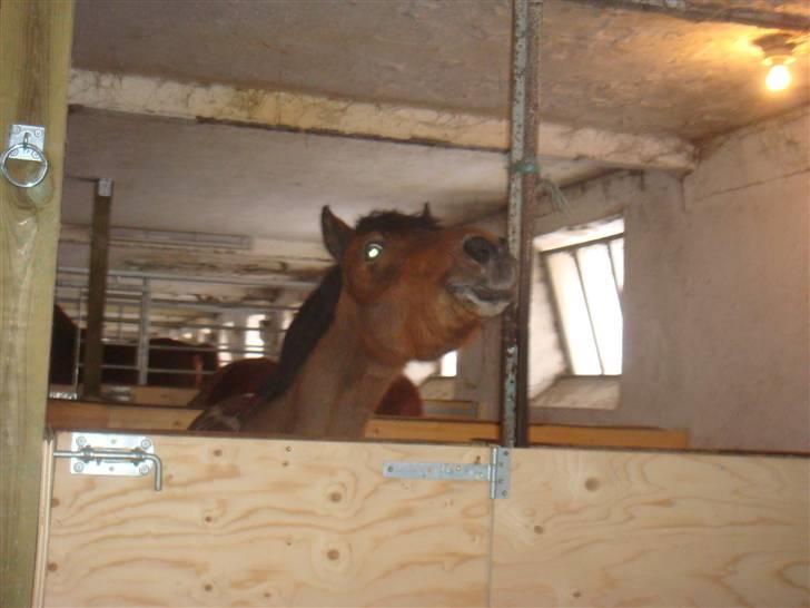 Welsh Pony (sec B) Jasmin<b-pony. billede 8